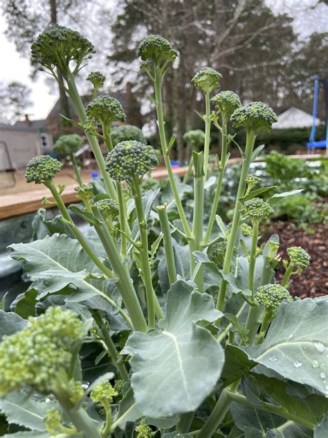 How to Grow Broccoli at Home- The Kitchen Garten - where does broccoli come from
