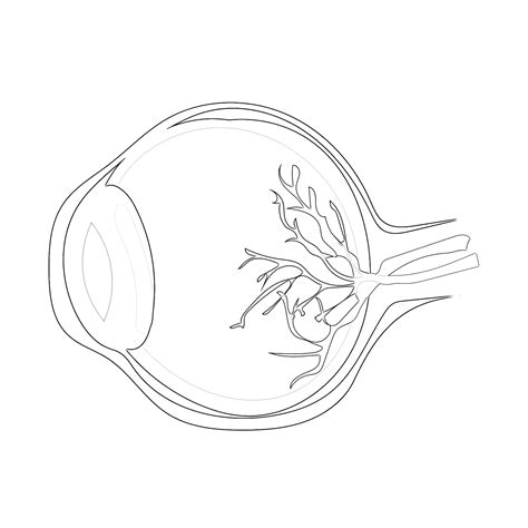 Human Eyeball Anatomy | Coloring Pages Mimi Panda