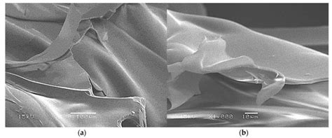 Novel Extruded Starch-Beet Pulp Composites for Packaging Foams