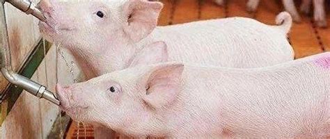 2015-2020年我国生猪行业出栏存栏量、屠宰量、产量、上市猪企销量、价格情况 来源 观研报告根据国家统计局数据显示，2020年我国生猪出栏 ...