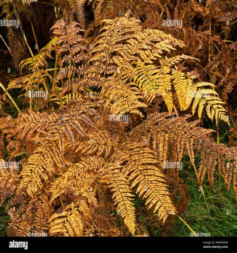 Bracken Fern