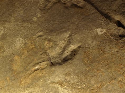 Dinosaur Trace Fossils