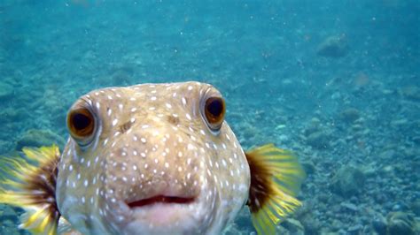 Cool Ocean Animal Wallpapers Hd