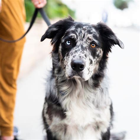 Golden Retriever Border Collie Mix Black