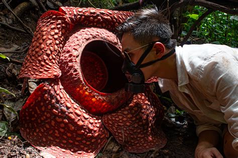 Rafflesia: Known As The 'corpse Flower' Due To Its, 41% OFF - what is the smell of rafflesia