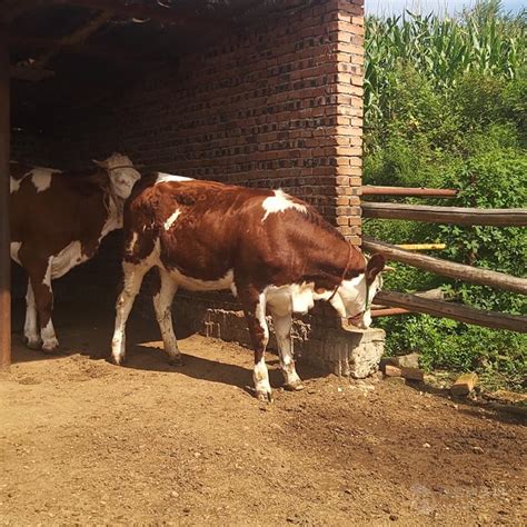 西门塔尔400至500斤小母牛现在的价格 吉林四平 福成五丰-食品商务网