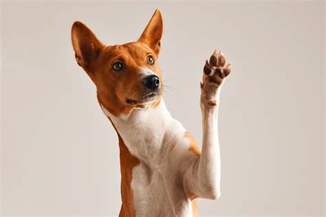 Are Dogs Right Or Left Pawed? How To Test Your Pet's Dominance