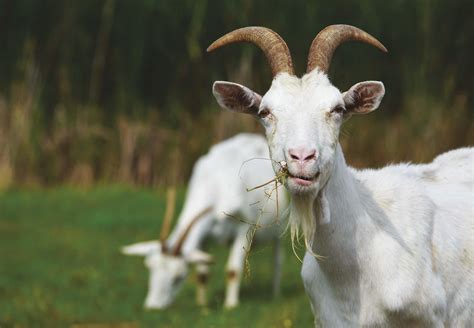 Dairy Goat Life Cycle at Mark Beaman blog