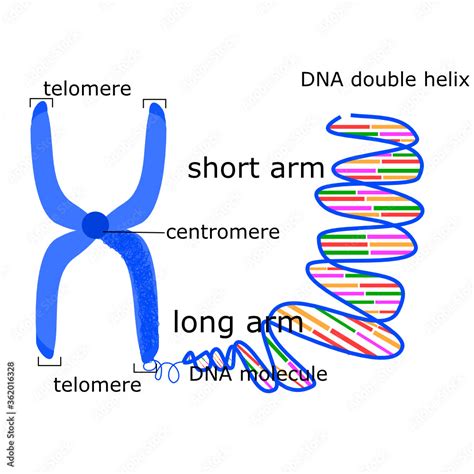 DNA 的图像结果
