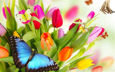 Beautiful Butterflies and Flowers Wallpapers (56+ images)