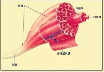 葡萄状横纹肌肉瘤
