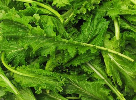 modernseed Mustard Leaves/Sarso Saag Seed Price in India - Buy ...