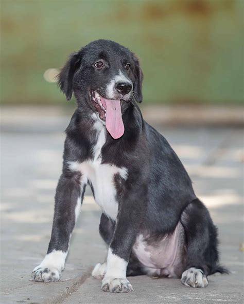 Black Golden Retriever: Facts, Genetics, Appearance & More