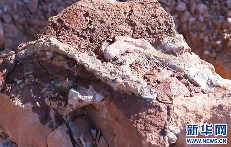 内蒙古发现约1.25亿年前恐龙化石-西部之声