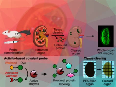 Enzyme Activity Process 的图像结果