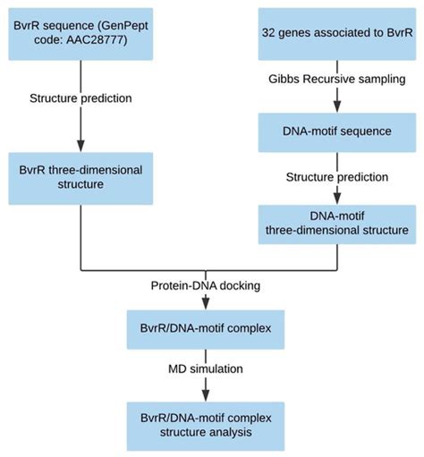 Prediction of Structure and Molecular Interaction with DNA of BvrR, a ...