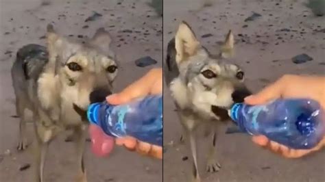 Man Offers Water To Thirsty Desert Wolf In Viral Video, Netizens Laud ...