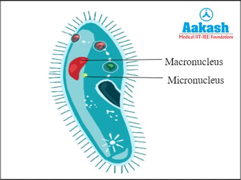 Nucleus in Biology: Definition, Types and Importance | AESL