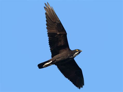 Bat Hawk - eBird