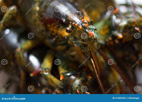 Live Maine Lobster stock photo. Image of boat, live, dinghy - 41502362