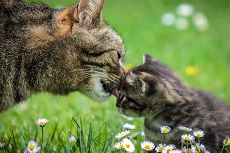 Mega Radio online - sluchaj za darmo | Online Radio Box