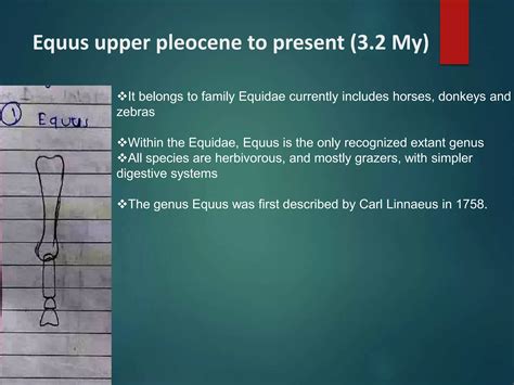 horse evolution.PPTX