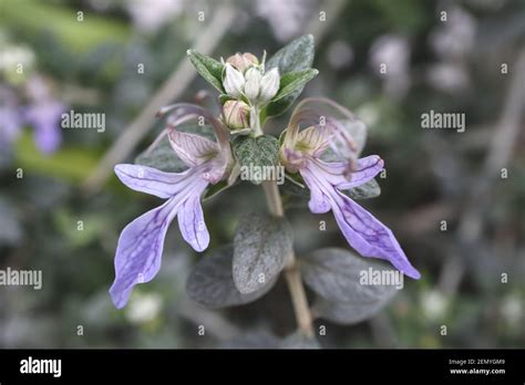 Image result for Database JavaScript