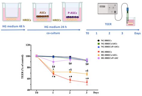 Protective Effects of Human Pericyte-like Adipose-Derived Mesenchymal ...