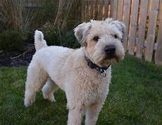 soft coated wheaten terrier haircut photos diesel soft soft coated wheaten terrier haircut photos soft coated wheaten terrier haircut phot wheaten soft coated wheaten terrier haircut photos diesel soft soft coated wheaten terrier haircut photos soft coated wheaten terrier haircut phot wheaten