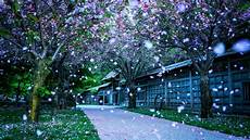 Beautiful Wallpaper Desktop by Beautiful Desktop Wallpapers And Backgrounds 60 Images Beautiful Wallpaper Desktop