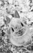 Image result for Photos of Bunnies