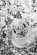 Image result for Bunnies in Spring Time