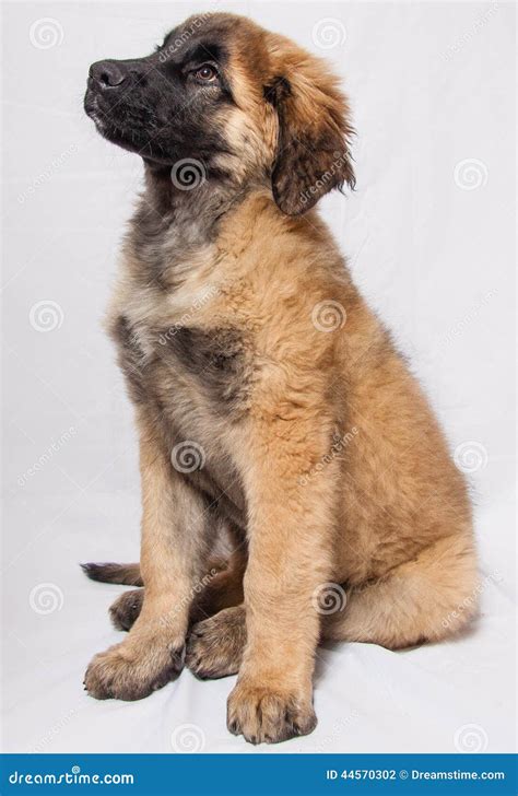 A Leonberger puppy stock photo. Image of young, leonberger - 44570302