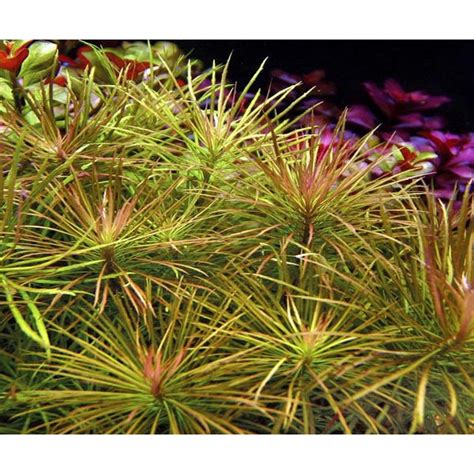 Pogostemon Stellatus – Fishykart.in