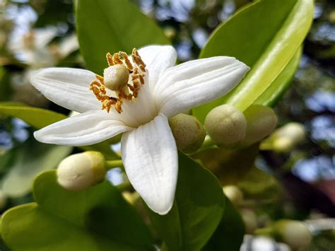 Florida State Flower Meaning at Stanley Blake blog