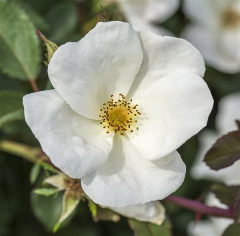 White Knock Out® - Star® Roses and Plants