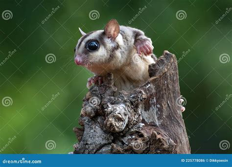Sugar Glider Petaurus Breviceps on Tree Branch Stock Photo - Image of ...
