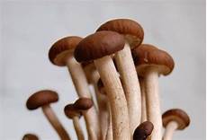 funghi chiodini come si cucinano come pulire e preparare i funghi chiodini eliminare le funghi chiodini come si cucinano come pulire e preparare i funghi chiodini eliminare le