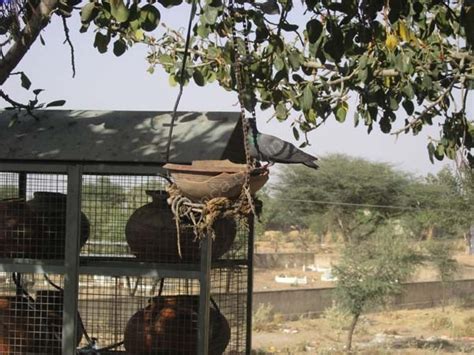 Shri Bhutnath Ka Mandir