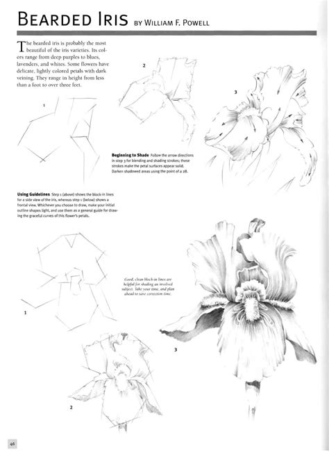 Basic Drawing Process 的图像结果