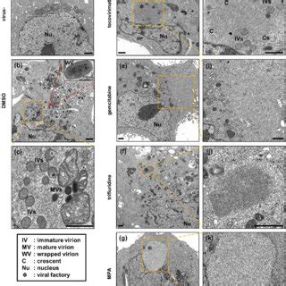 Electron Microscopy Cell 的图像结果