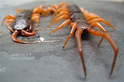 Thailand’s Monster Venomous Centipede | Pattaya Unlimited