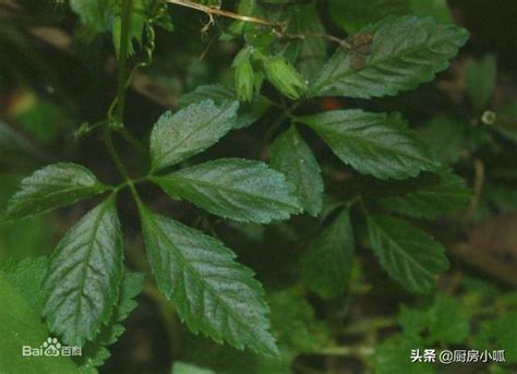 野菜知識｜絞股藍 天堂草 超人參 - 每日頭條