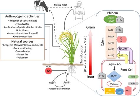Arsenic in Bakery Foods - Health Risks and Sources of Contamination ...