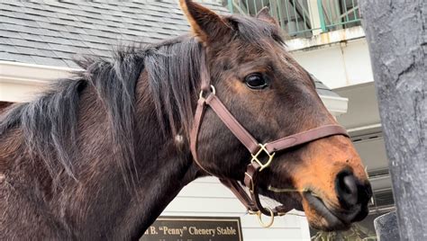 Fifteen Years After Memorable Upset, Mine That Bird Back for Visit to ...