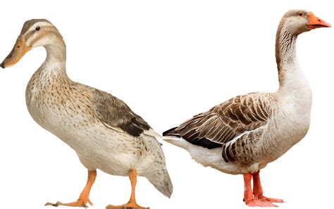 Python vs Goose 的图像结果