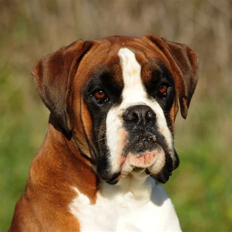 Boxer Dog Breed Information - Price, Temperament, & Care