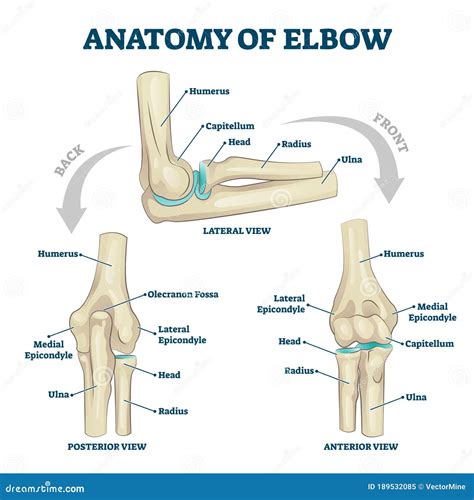 Elbow Bone Anatomy Diagram _ Elbow Anatomie – AJRUZ