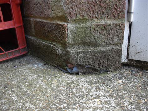 Image result for Damp Course Problems