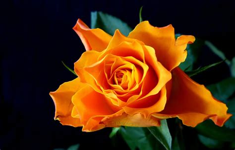 Wallpaper flower, rose, orange for mobile and desktop, section цветы ...